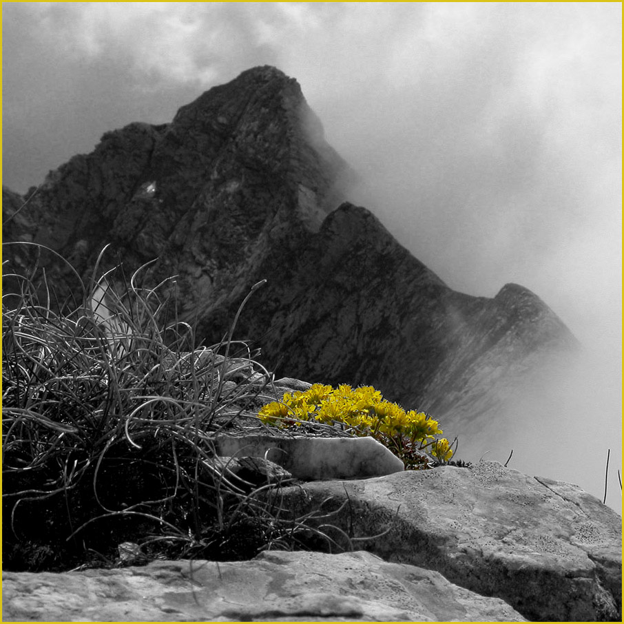 Draba aspera / Draba di Bertoloni